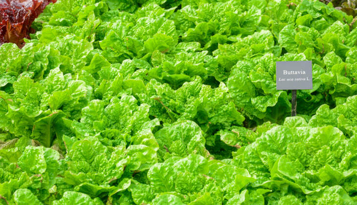 Salatsorten in der Übersicht | Women&amp;#39;s Health
